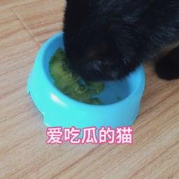 娱乐吃瓜猫咪视频大全,猫咪吃瓜视频大盘点